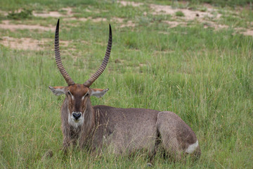 Kruger National Park, Mpumalanga, South Africa