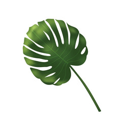 Vector palm leave, jungle leaf set isolated on white background. Tropical botanical illustration, green foliage, floral elements