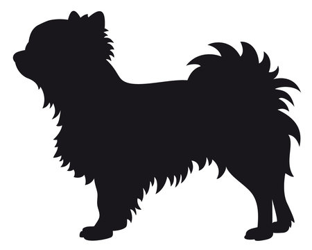 Chihuahua dog - Vector black silhouette isolated