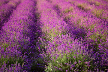 Plakat violet lavender field