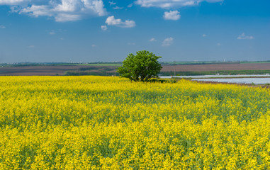 Spring landscape with flowering rape-seed field near Dnipro city in central Ukraine