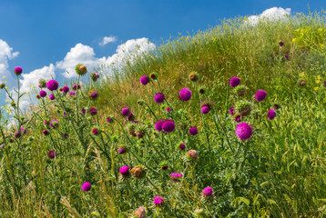 Obraz premium Colony of wild thistles on a hill at summer time