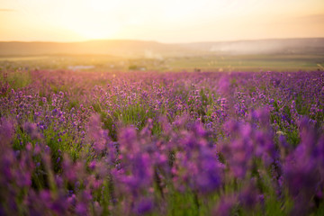 Sunset over a violet lavender field. village Turgenevka, Crimea,