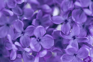 Deurstickers blooming lilac ultra violet color closeup © Natalia
