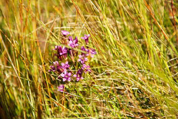 small violet mountain flowers 