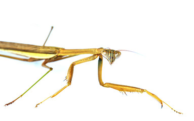 The brown grasshopper isolate on white background.