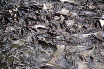 fish in the nature