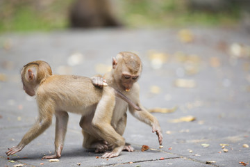 Monkeys of Monkey Hill Thailand Phuket 