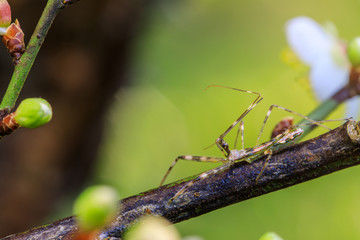 The little grasshopper on the branch of chinese plum.