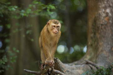 Fototapeta na wymiar Monkeys of Monkey Hill Thailand Phuket 