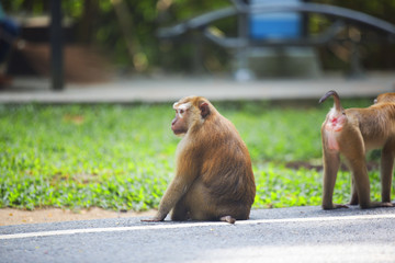 Obraz premium Monkeys of Monkey Hill Thailand Phuket 