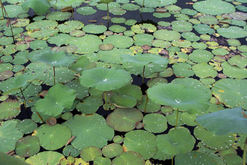 green lotus leaf background