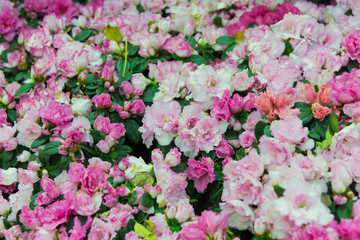 Group of flower background.