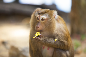 Monkeys of Monkey Hill Thailand Phuket 