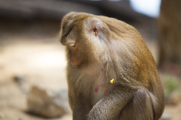 Monkeys of Monkey Hill Thailand Phuket 