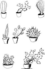 Several species of cacti. Freehand sketch drawing for adult antistress coloring book
