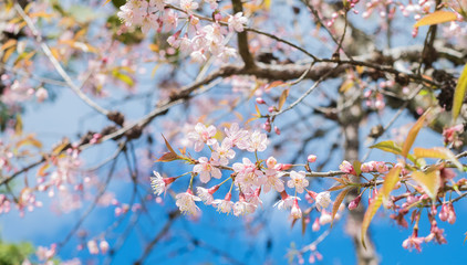 Beautiful cherry blossom in spring time over blue sky.Pink flower Nature background.