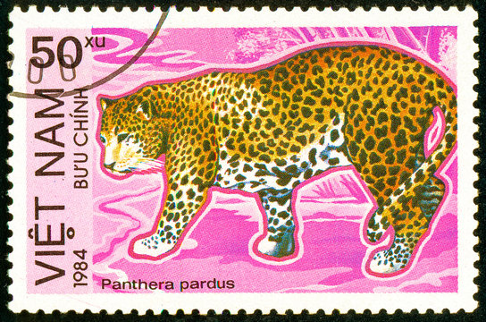 Ukraine - circa 2018: A postage stamp printed in Vietnam show Leopard or Panthera pardus. Series: Endangered Animals. Circa 1984.