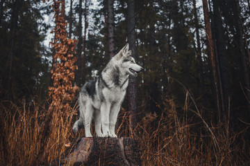 Alaskan Malamute in the forest like a wolf