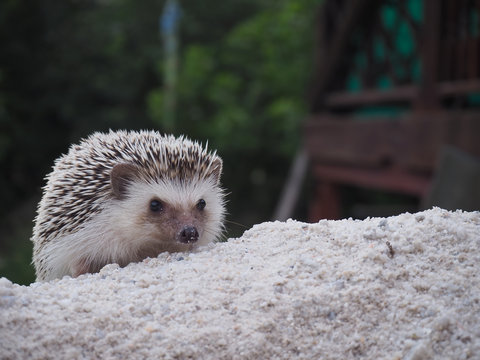 hedgehog small  wildlife, with sharp hairs.Cute hedgehog walking on the sandnatural background. animals 