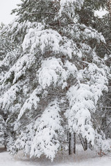 Snow covered pine tree branches in winter forest