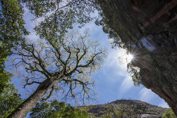imponente árbol en la selva boliviana al amanecer