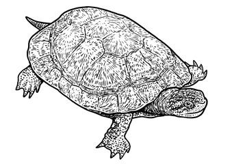 European pond turtle illustration, drawing, engraving, ink, line art, vector