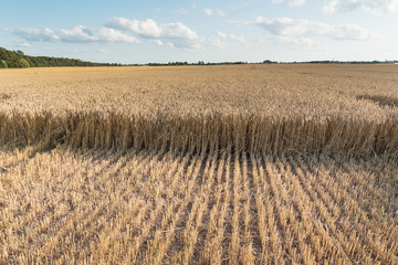 Ripe grain field.
