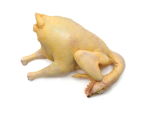 Chicken on white background