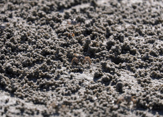 ghost crab or horn-eyed ghost crab or ocypode