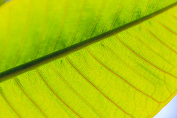 Aufnahme eines grünen Palmenblattes im Gegenlicht mit deutlicher Sichtbarkeit der Blattsrukturen