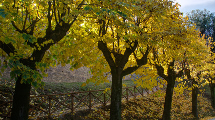 Countryside and Vegetation in Umbria
