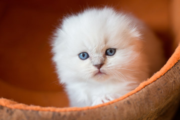 Lovely furry kitten of Scottish breed looks at the frame