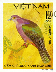 Ukraine - circa 2018: A postage stamp printed in Vietnam show Green Imperial-pigeon or Ducula aenea. Series: Doves. Circa 1980.