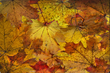Naklejka na ściany i meble Ahornblätter im Herbst am Boden