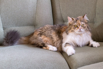 Portrait of a cat of Scottish breed