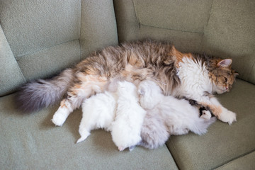 Fluffy cat feeding their kittens
