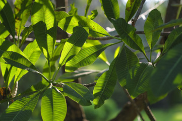 green leaves background with sunlight