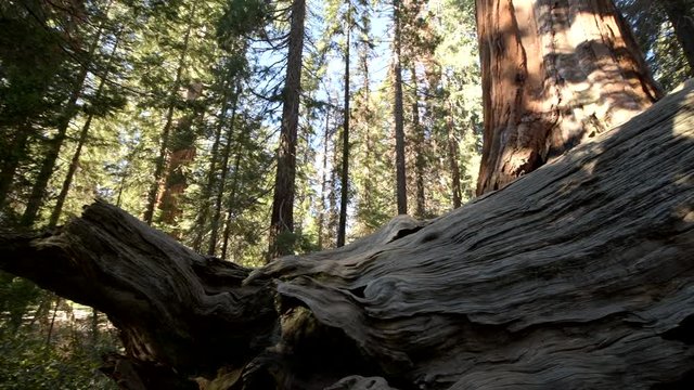 Giant Fallen Sequoia Tree Log in Sequoia National Forest, California, United States of America.