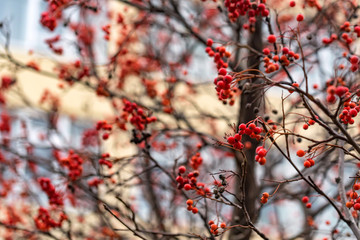 Close up red berries of Sorbus on tree branches