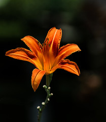 Brightly lit day lily on dark mottled background