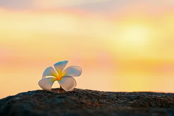 Abwaschbare Fototapete Plumeria-Blume auf dem Felsen am Strand bei Sonnenuntergang, entspannendes Konzept. © Natnan