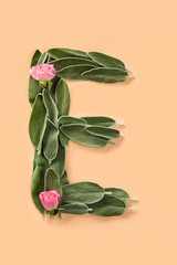 Letter E made from green petals of sage