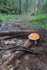 Mushroom growing on forest path