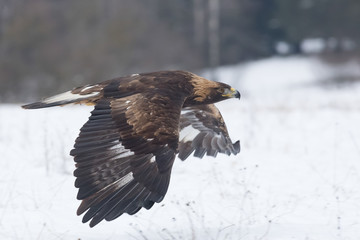 golden eagle flying over the winter meadow