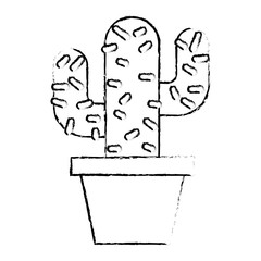 potted cactus natural decoration ornament vector illustration sketch design