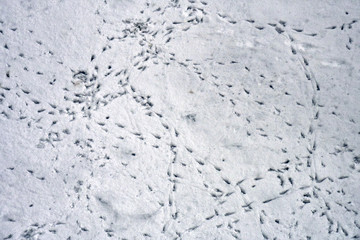 Bird tracks on the snow