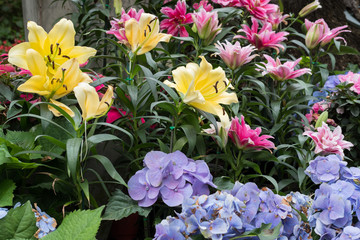 Naklejka na ściany i meble yellow pink lily & purple hydrangea flower in garden. blooming flora. flowerbed in park.