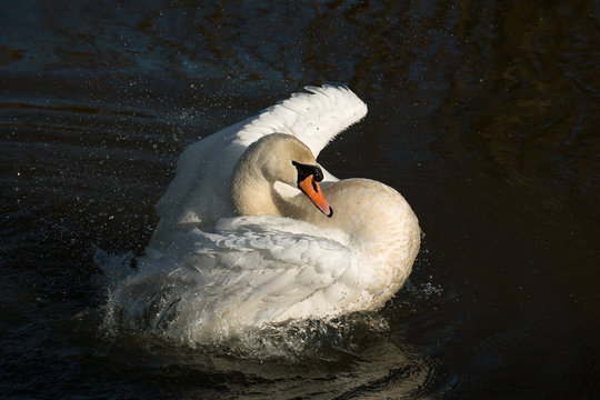 Mute Swan Bathing