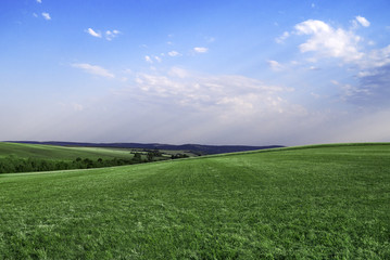 Beautiful green grass with blue sky.